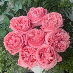 PinkStreetscapeRose