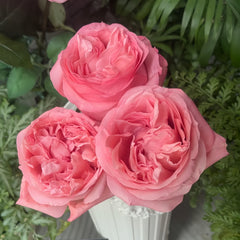 PinkStreetscapeRose