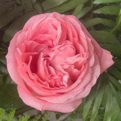 PinkStreetscapeRose