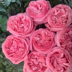 PinkStreetscapeRose