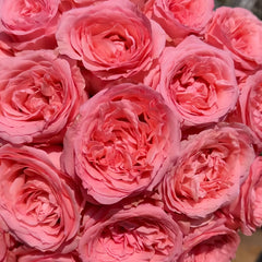 PinkStreetscapeRose