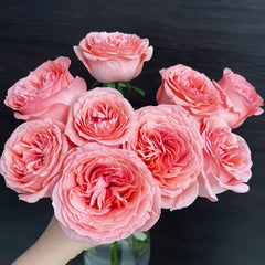 PinkStreetscapeRose