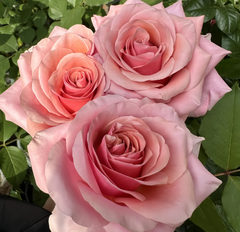 Pink Wave Rose Plant|粉色波动