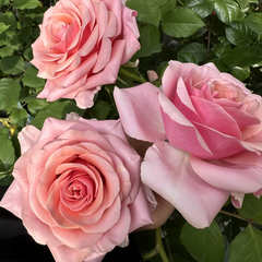 Pink Wave Rose Plant|粉色波动