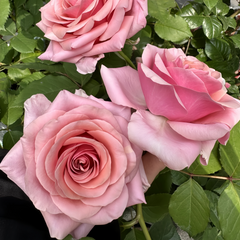 Pink Wave Rose Plant|粉色波动