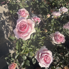 Pink Wave Rose Plant|粉色波动