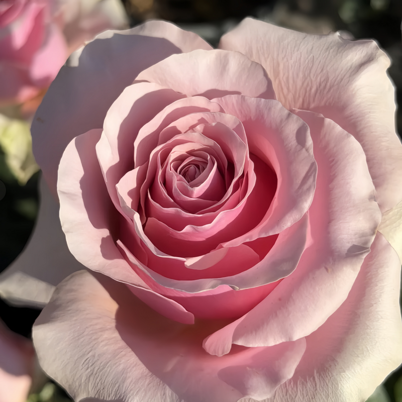 Pink Wave Rose Plant|粉色波动