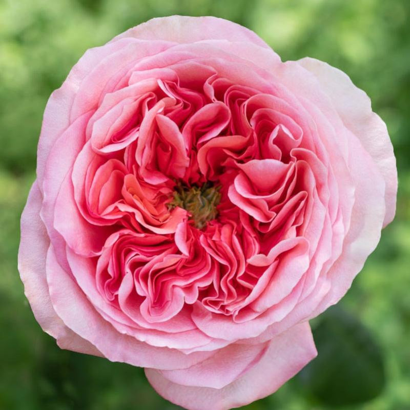 Vibrant Pink X-pression Rose Plant for a Stunning Garden Look