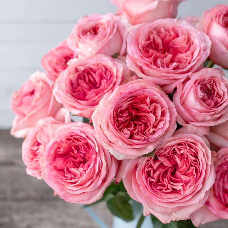 Vibrant Pink X-pression Rose Plant for a Stunning Garden Look – Rose ...