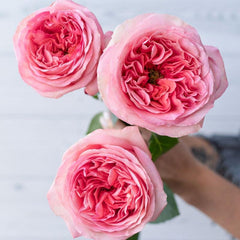 Vibrant Pink X-pression Rose Plant for a Stunning Garden Look