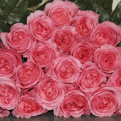 Vibrant Pink X-pression Rose Plant for a Stunning Garden Look