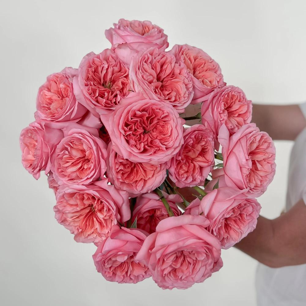 Pink Expression Spray Roses Vibrant Pink X-pression Rose Plant for a Stunning Garden Look – Rose ...