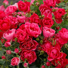 Pink Forest Rose Plant