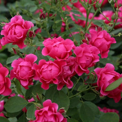 Pink Forest Rose Plant