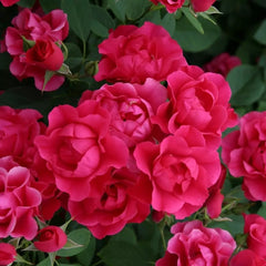 Pink Forest Rose Plant