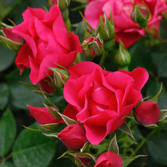 Pink Forest Rose Plant