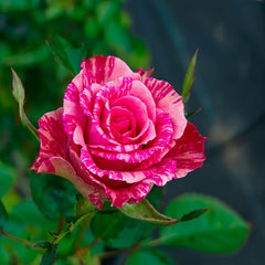 Pink Intuition Rose