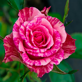 Pink Intuition Rose Plant｜粉色直觉