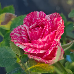 Pink Intuition Rose