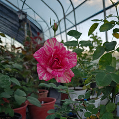 Pink Intuition Rose