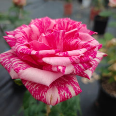 Pink Intuition Rose