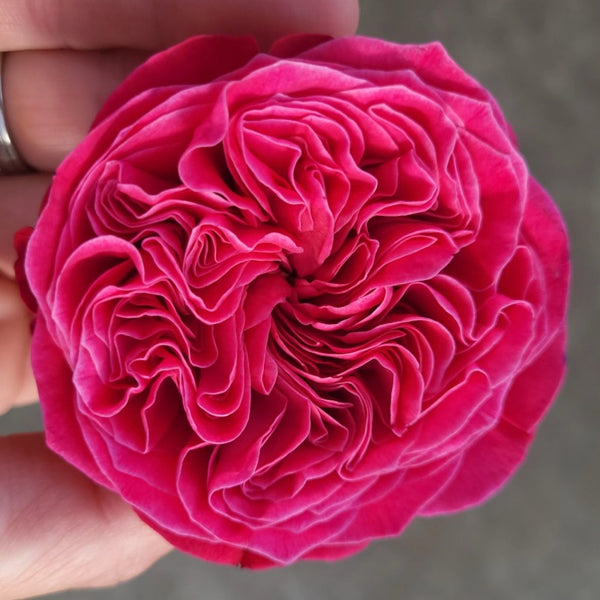 Pink'N Pretty Rose Plant|粉红美丽 – Rose_Explosion