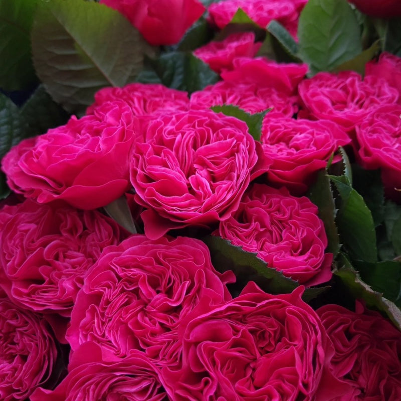 Pink'N Pretty Rose Plant|粉红美丽 – Rose_Explosion