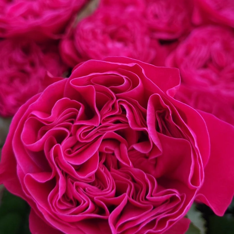 Pink'N Pretty Rose Plant|粉红美丽 – Rose_Explosion