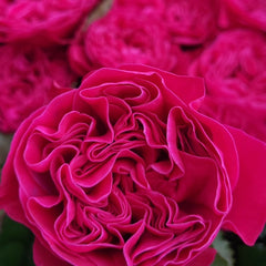 Pink'N Pretty Rose Plant