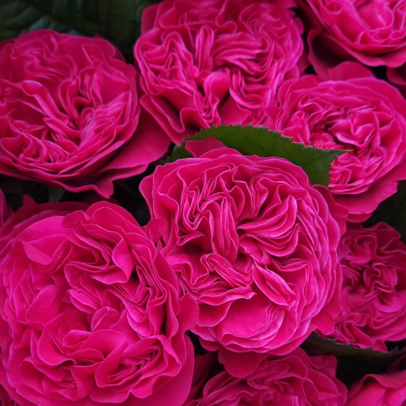 Pink'N Pretty Rose Plant|粉红美丽 – Rose_Explosion