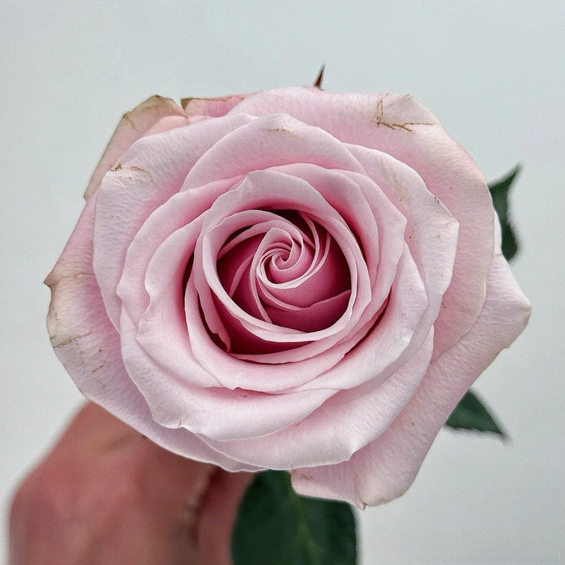 Pink Promise Rose