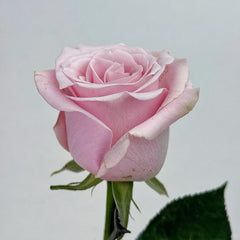Pink Promise Rose