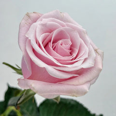 Pink Promise Rose
