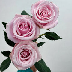 Pink Promise Rose