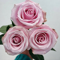 Pink Promise Rose