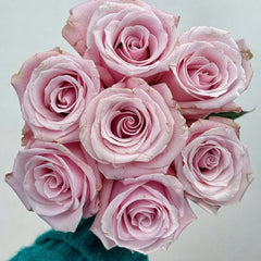 Pink Promise Rose