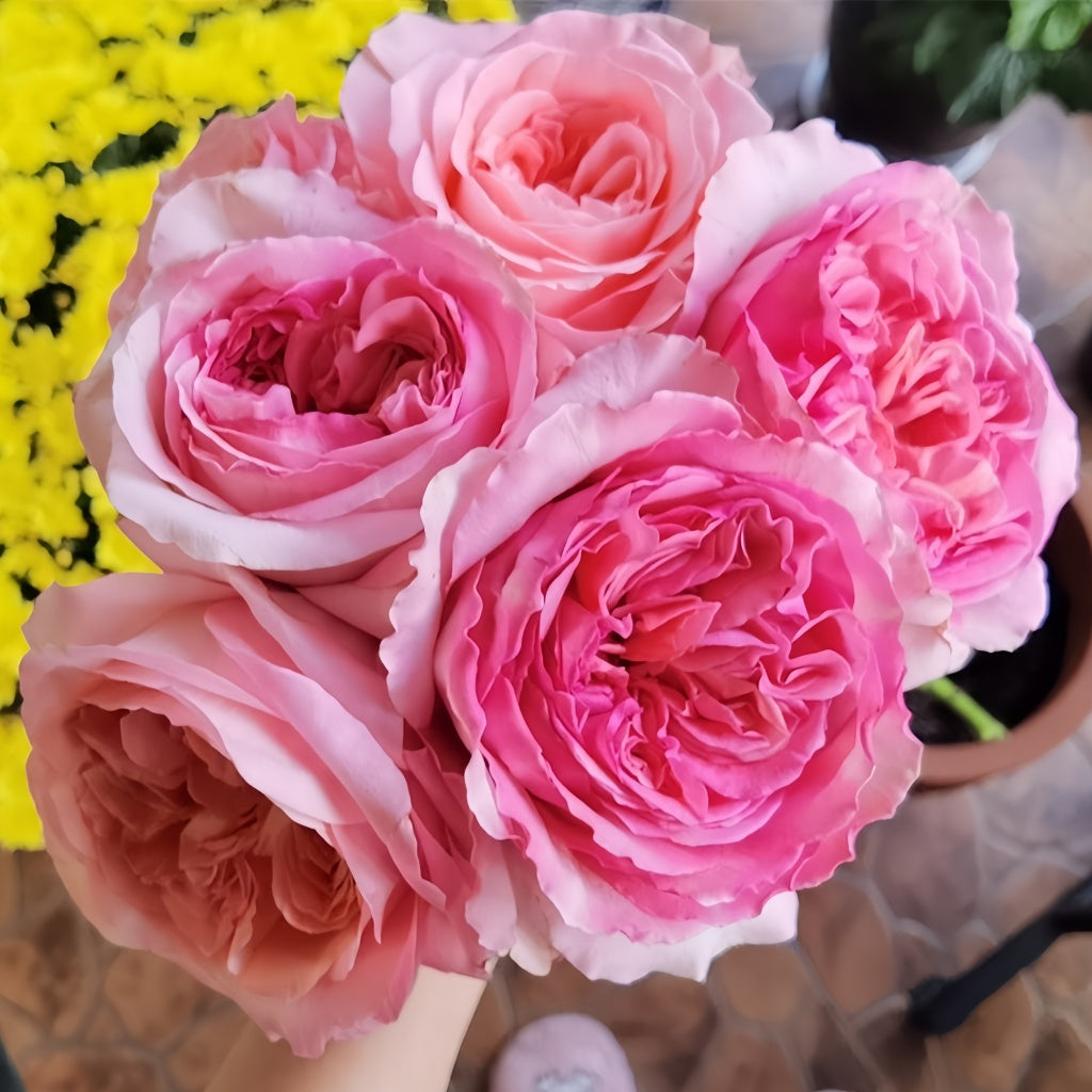 Pink expression Rose Plant|粉色爆炸 – Rose_Explosion