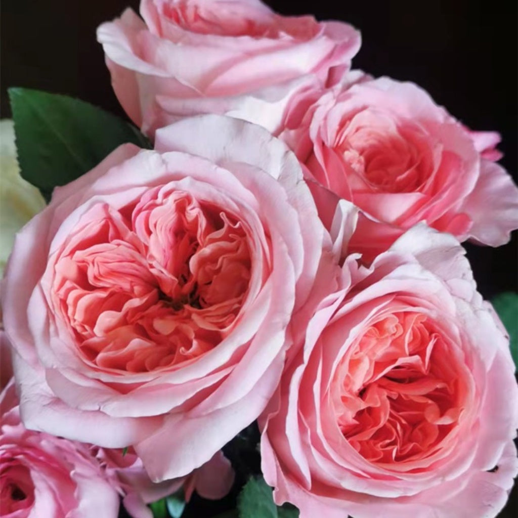 Pink Expression Spray Roses Pink expression Rose Plant|粉色爆炸 – Rose_Explosion