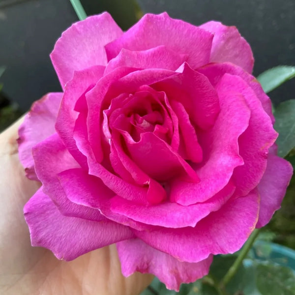 Pink of Princess Rose Plant|粉红公主