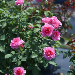 Pink of Princess Rose Plant|粉红公主