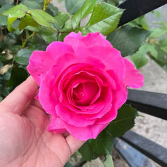 Pink of Princess Rose Plant|粉红公主