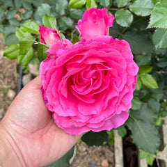 Pink of Princess Rose Plant|粉红公主