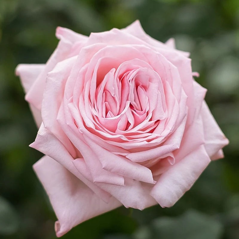 Pink ohara Rose Plant