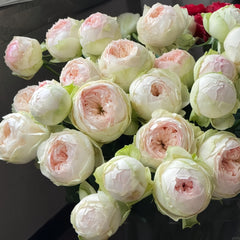 Pinky Pie Rose Plant