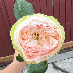 Pinky Pie Rose Plant