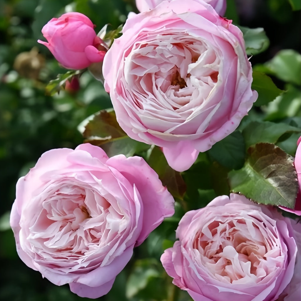Pitoraize Rouses Pirouette Rose Plant|旋转芭蕾 – Rose_Explosion