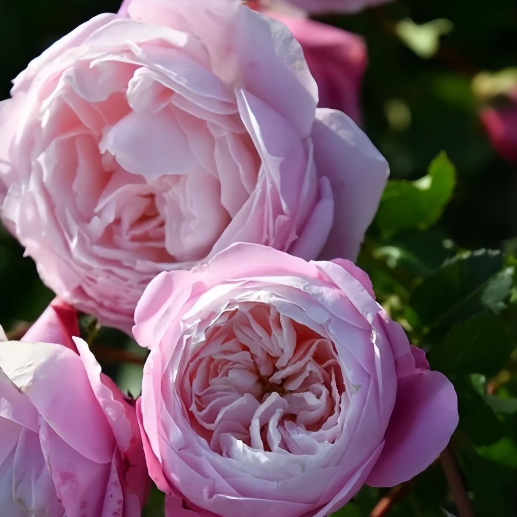 Pitoraize Rouses Pirouette Rose Plant|旋转芭蕾 – Rose_Explosion