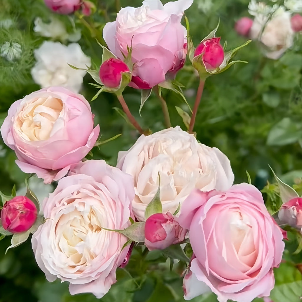 Pitoraize Rouses Pirouette Rose Plant|旋转芭蕾 – Rose_Explosion