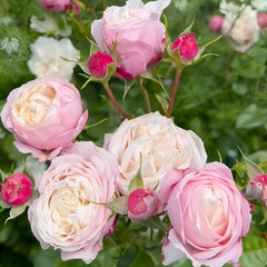 Pirouette Rose Plant