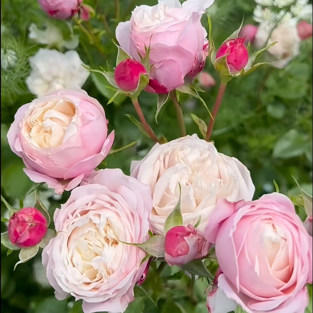 Pitoraize Rouses Pirouette Rose Plant|旋转芭蕾 – Rose_Explosion